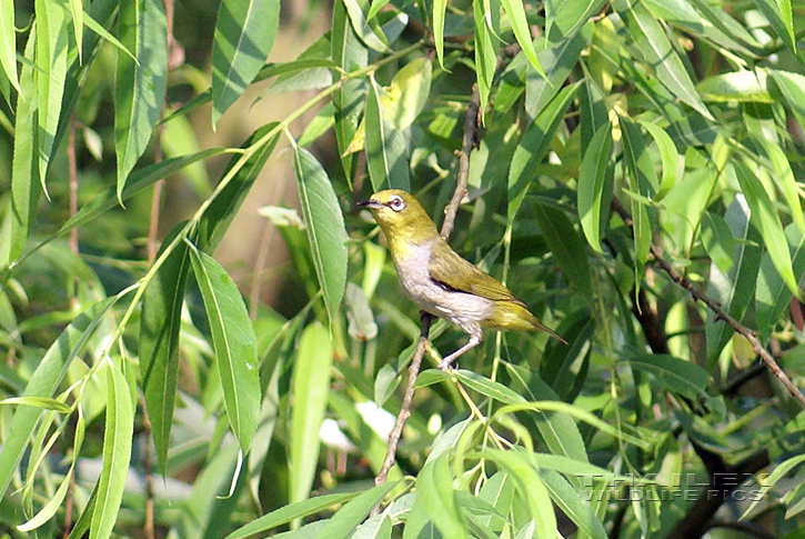 Zosterops japonica (Japanese White-eye)
