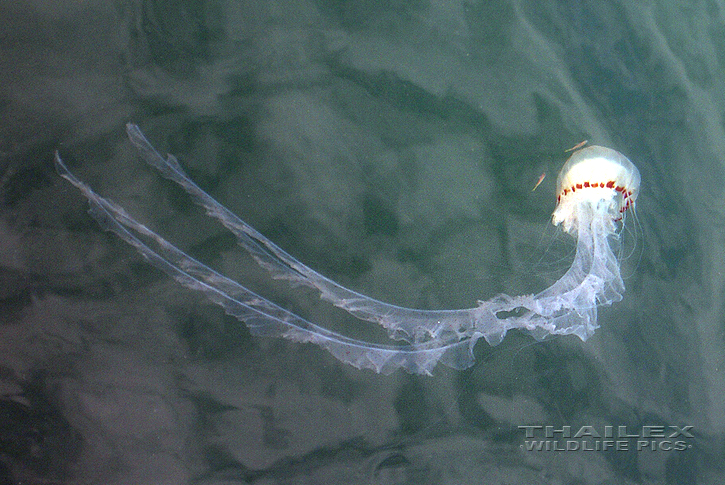 Scyphozoa sp. (Jellyfish)