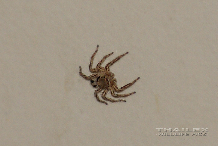 Salticidae sp. (Jumping Spider)