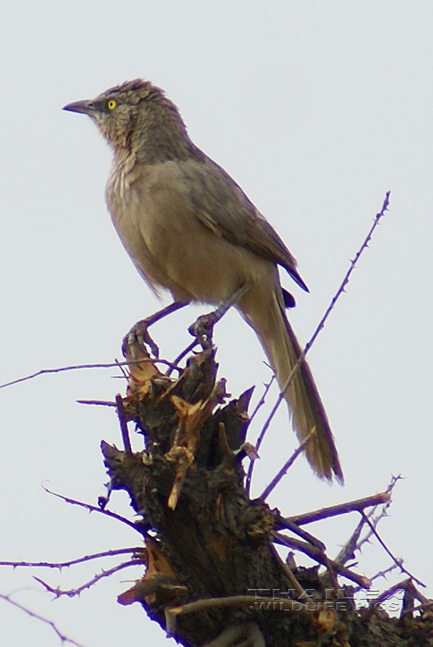 Turdoides striata (Jungle Babbler)