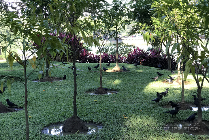 Jungle Crow (Corvus macrorhynchos)