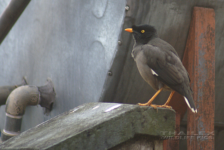 Acridotheres fuscus (Jungle Myna)