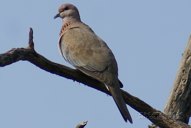 Laughing Dove (Streptopelia senegalensis)