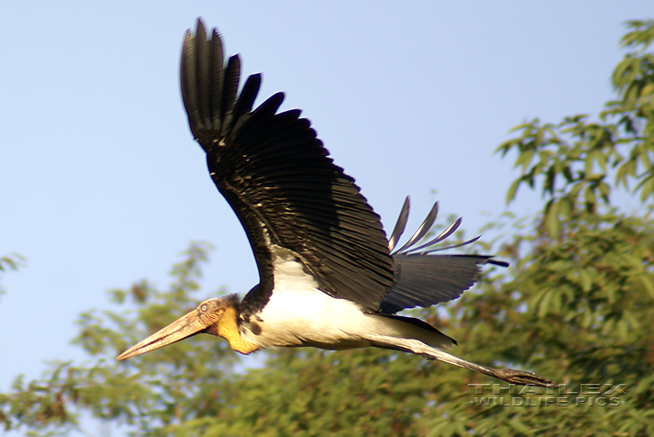 Leptoptilos javanicus (Lesser Adjutant)