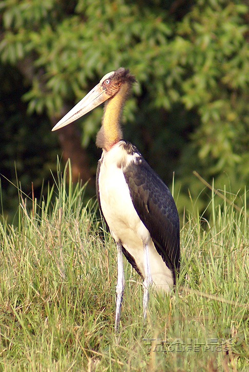 Leptoptilos javanicus (Lesser Adjutant)