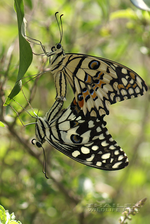 Papilio demoleus (Lime Swallowtail)