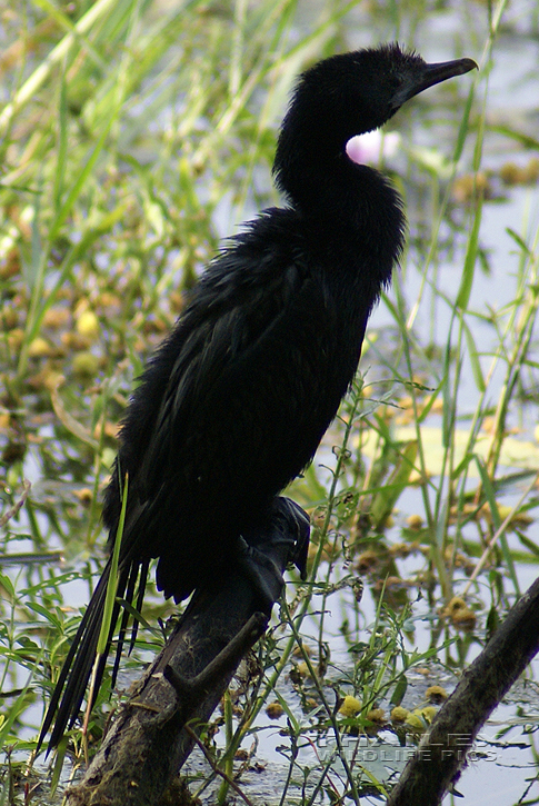 Microcarbo niger (Little Cormorant)