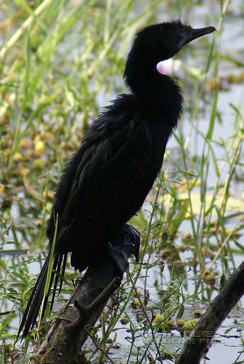 Little Cormorant (Microcarbo niger)