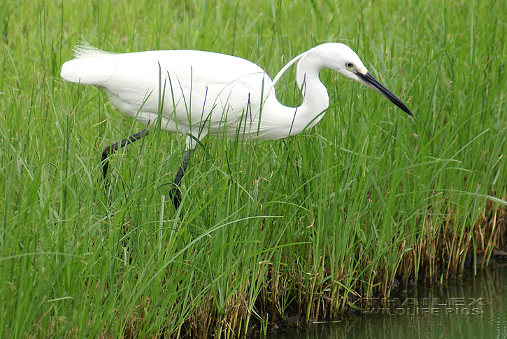 Egretta garzetta (Little Egret)