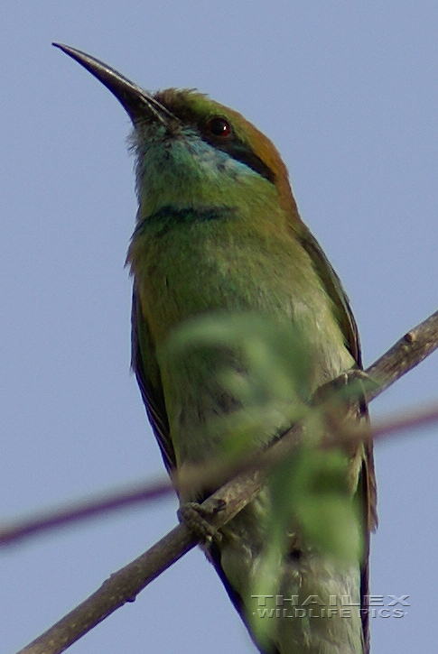 Merops orientalis (Little Green Bee-eater)