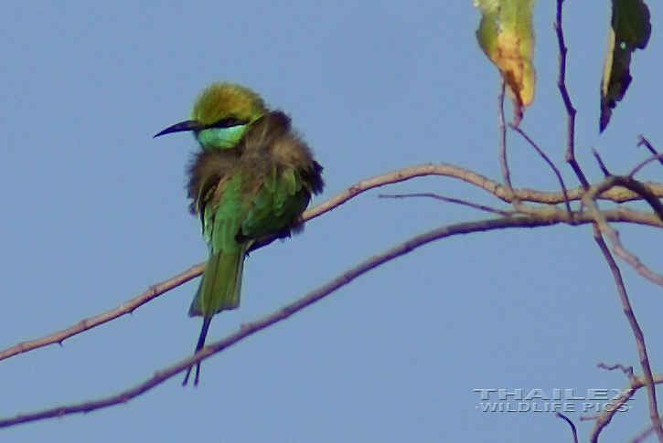 Merops orientalis (Little Green Bee-eater)