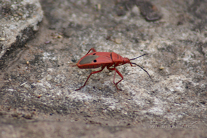 Lohita grandis (Long-bodied Bug)
