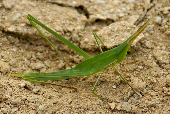 Long-headed Toothpick Grasshopper (Achurum carinatum)