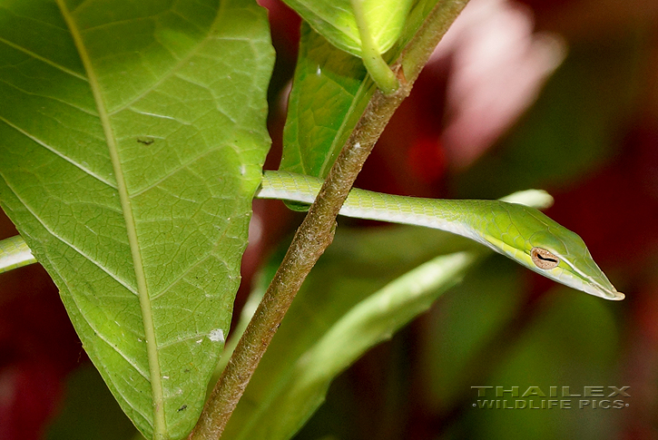 Long-nosed Whip Snake (Ahaetulla nasuta)