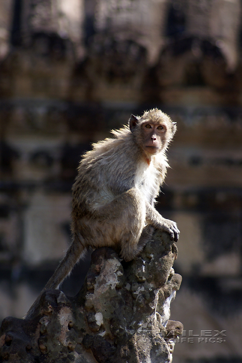 Macaca irus (Long-tailed Macaque)