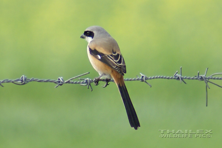 Lanius schach (Long-tailed Shrike)