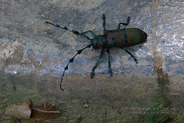 Diastocera wallichi tonkinensis (Long-whiskered Soldier Beetle)