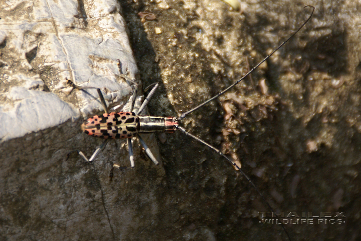 Macrochenus isabellinus (Long-whiskered Zebra-necked Beetle)