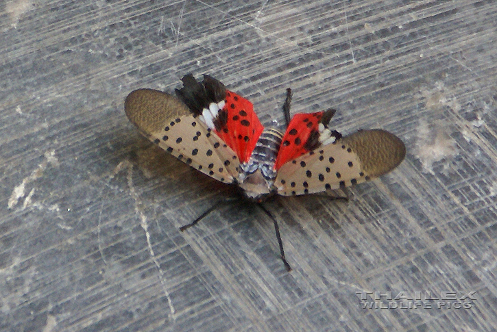 Lycorma delicatula (Lycorma Planthopper)