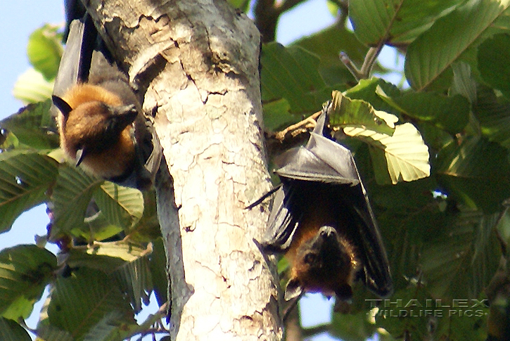 Pteropus lylei (Lyle's Flying Fox)