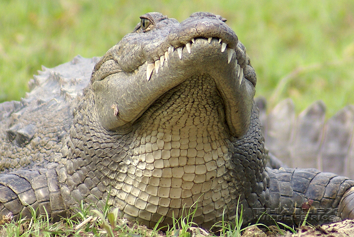 Crocodylus palustris (Marsh Crocodile)
