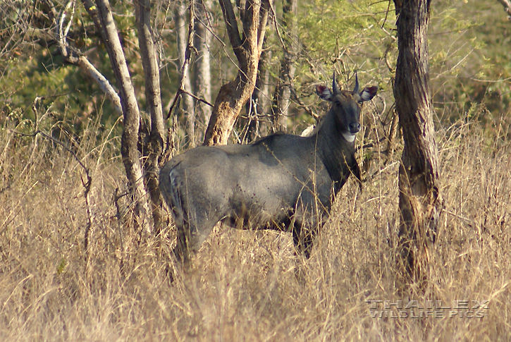 Boselaphus tragocamelus (Nilgai)