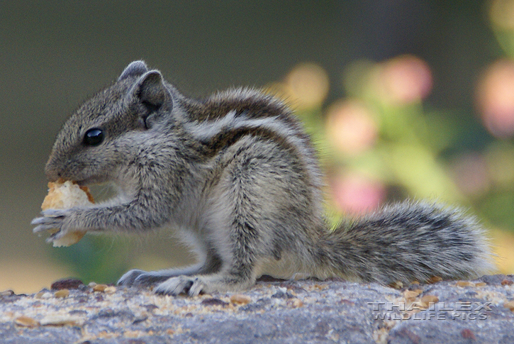 Funambulus pennantii (Northern Palm Squirrel)