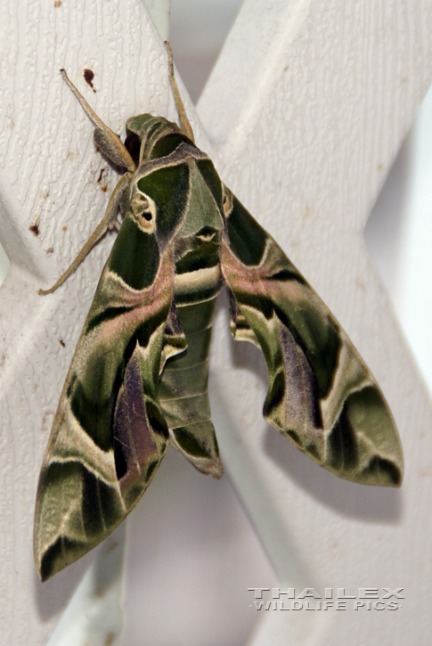 Daphnis nerii (Oleander Hawk-moth)