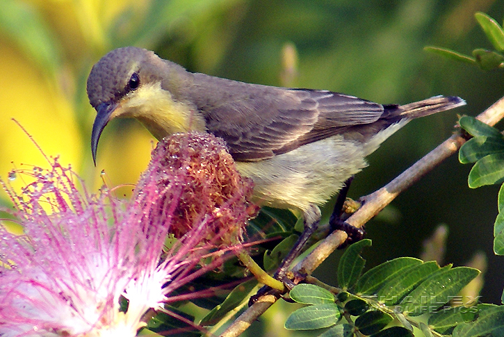 Nectarinia jugularis (Olive-backed Sunbird)