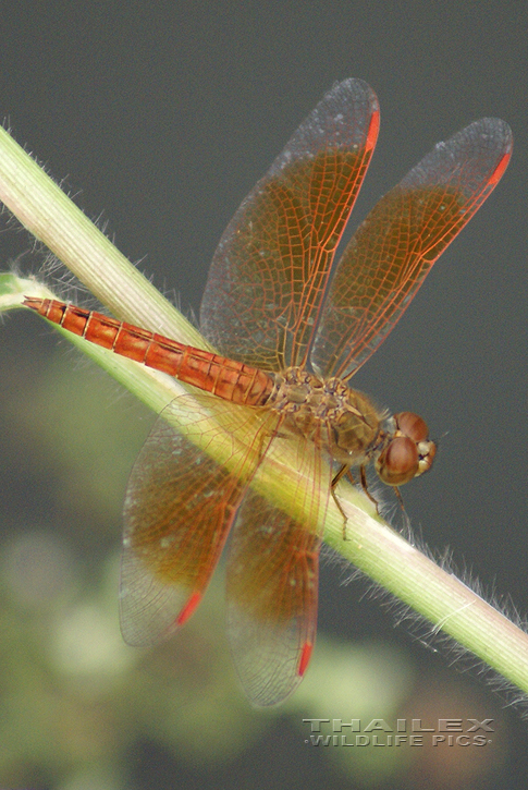 Orange Skimmer (Brachythemis contaminata)