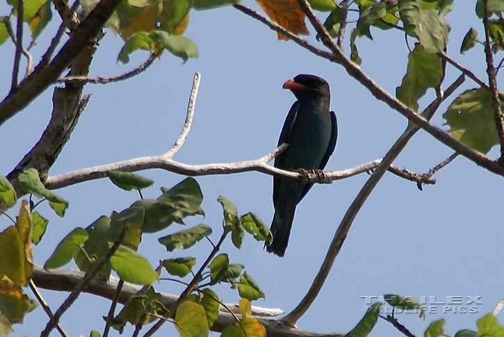 Eurystomus orientalis (Oriental Dollarbird)