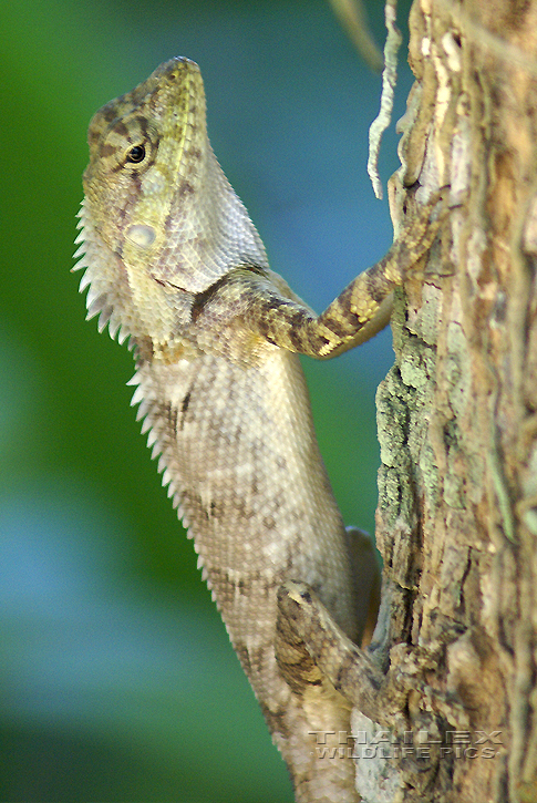 Calotes versicolor (Oriental Garden Lizard)