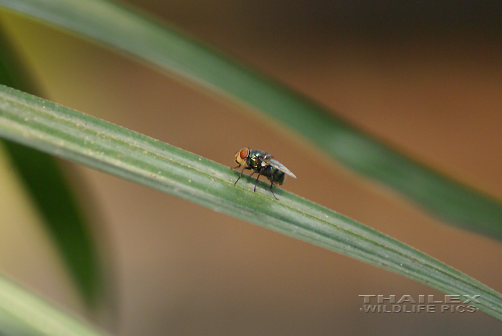 Chrysomya megacephala (Oriental Latrine Fly)