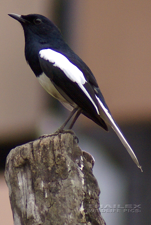 Copsychus saularis (Oriental Magpie Robin)