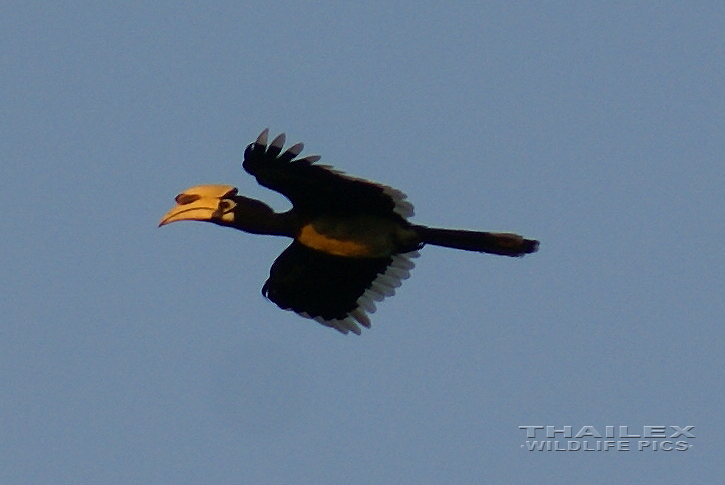 Oriental Pied Hornbill (Anthracoceros albirostris)