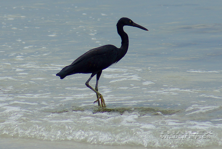 Pacific Reef Egret (Egretta sacra)