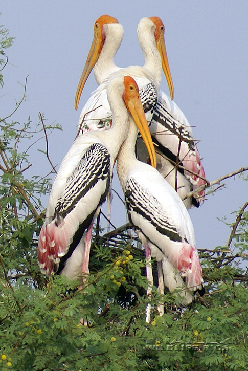 Tantalus leucocephalus (Painted Stork)