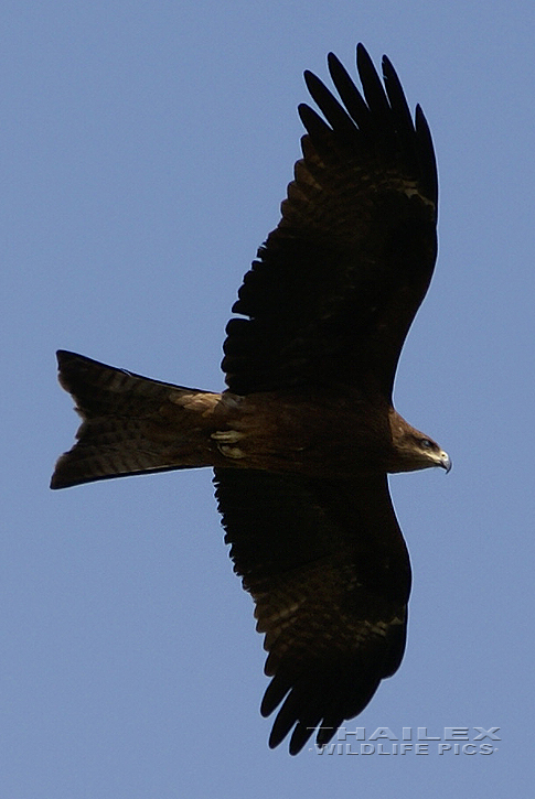 Milvus migrans govinda (Pariah Kite)