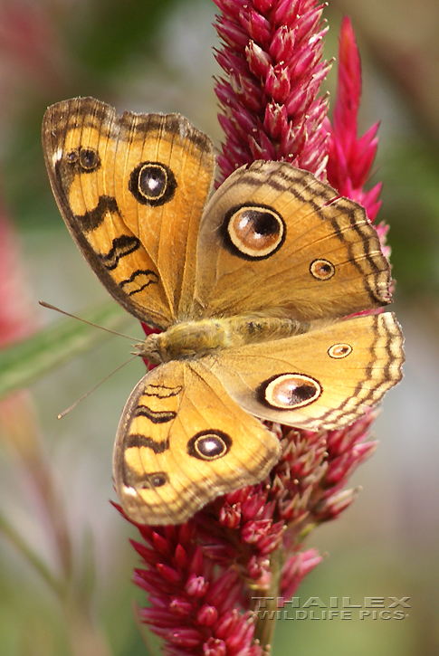 Junonia almana (Peacock Pansy)