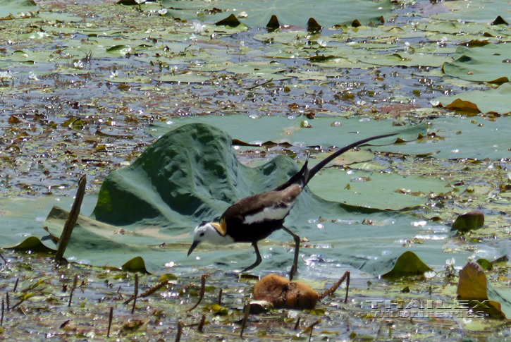 Pheasant-tailed Jacana (Hydrophasianus chirurgus)