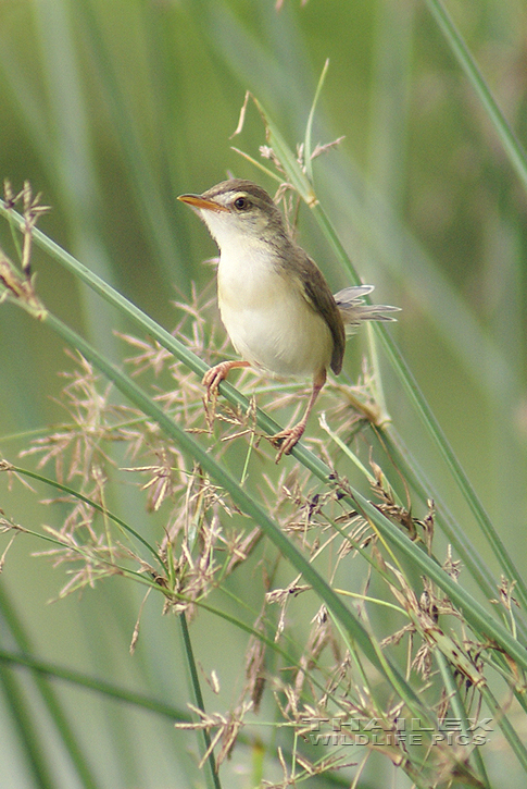 Plain Prinia (Prinia inornata)