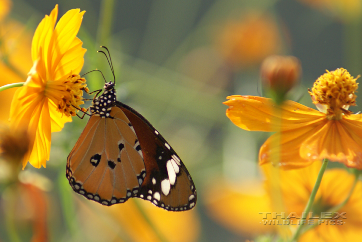 Danaus chrysippus (Plain Tiger)