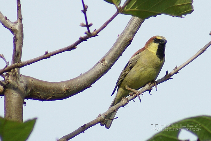Passer flaveolus (Plain-backed Sparrow)