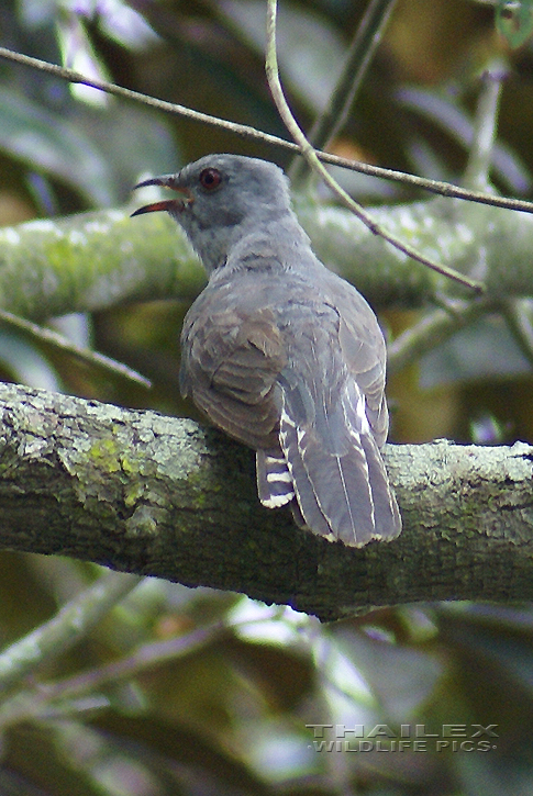 Cacomantis merulinus (Plaintive Cuckoo)