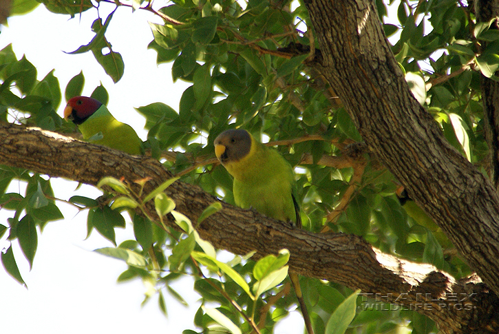 Psittacula cyanocephala (Plum-headed Parakeet)