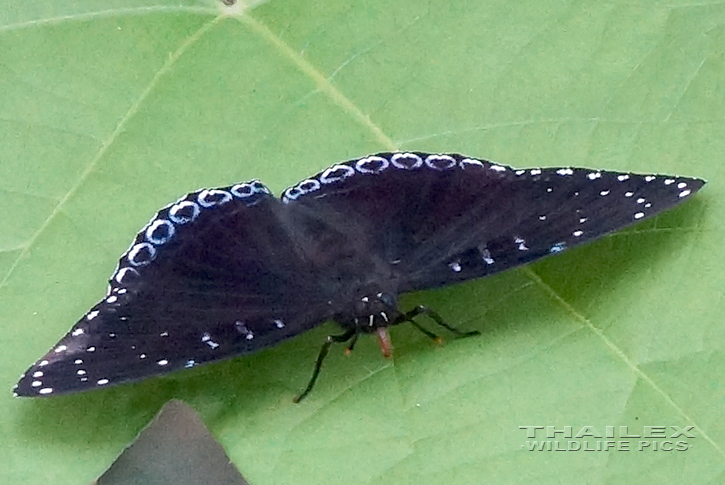 Popinjay (Stibochiona nicea)