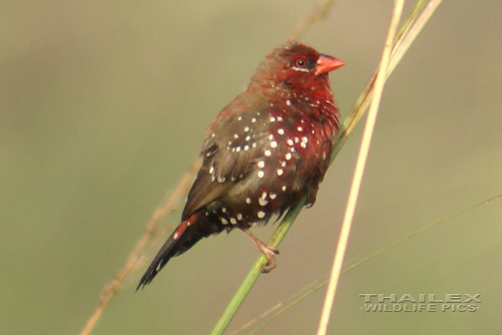 Red Avadavat (Amandava amandava)