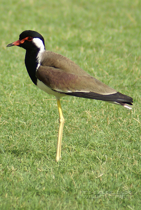 Red-wattled Lapwing (Vanellus indicus)