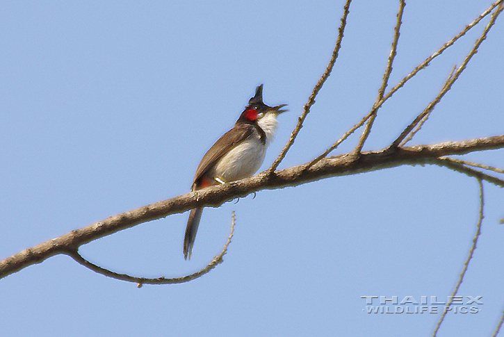 Pycnonotus jocosus (Red-whiskered Bulbul)