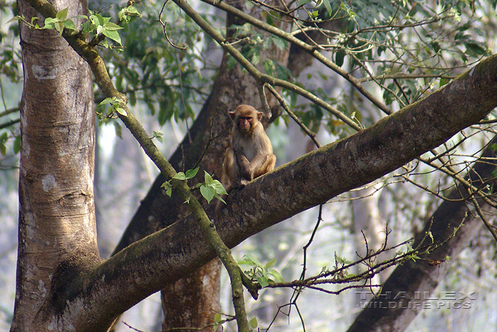 Macaca mulatta (Rhesus Macaque)